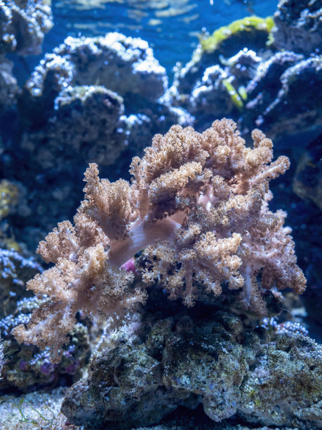 水族馆里珊瑚生长的特写图片下载