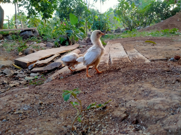 小鸡在寻找食物图片下载