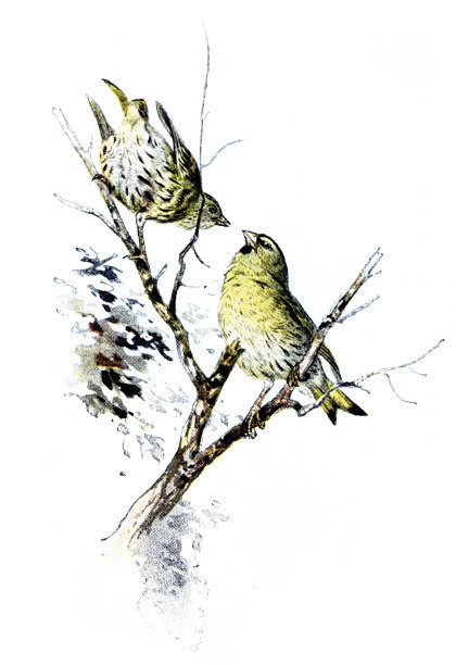 金翅雀图片下载