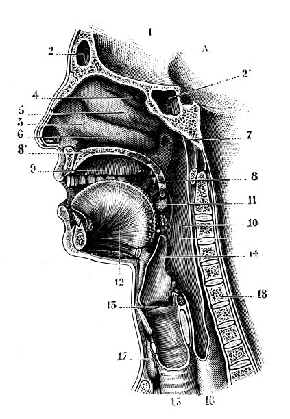 古董插图:人头部分图片下载