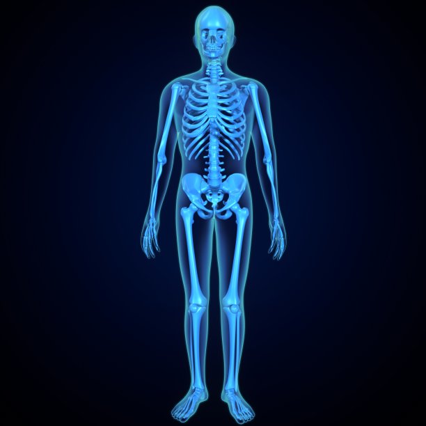 人体骨骼解剖学。三维渲染图片下载