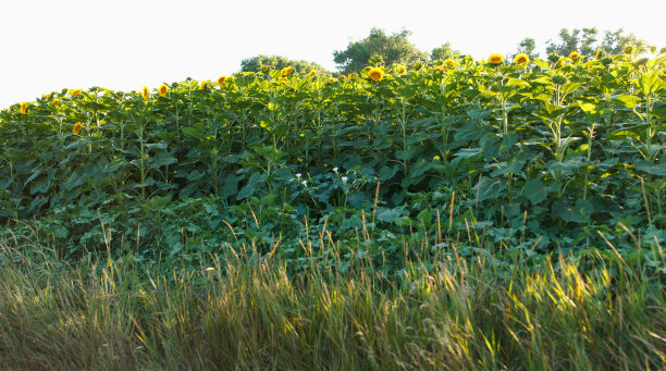 夏天，一大片向日葵田，向日葵正在开花图片下载