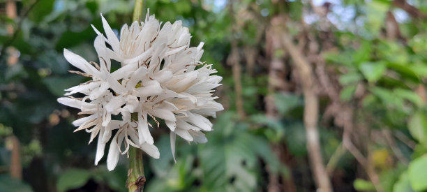 罗布斯塔咖啡白花图片下载