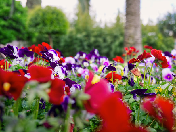 春天开花的矮牵牛花特写图片下载