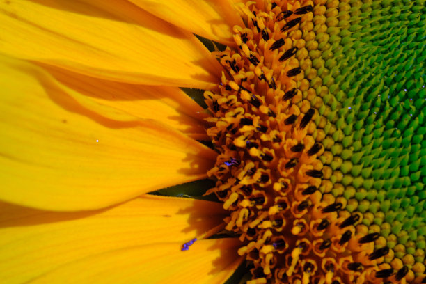 美丽向日葵的微距镜头图片下载