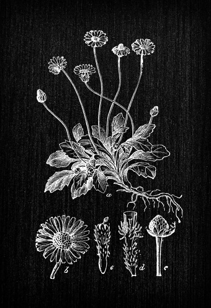 植物学植物古董雕刻插画:Bellis perennis(普通雏菊、草坪雏菊或英国雏菊)图片下载