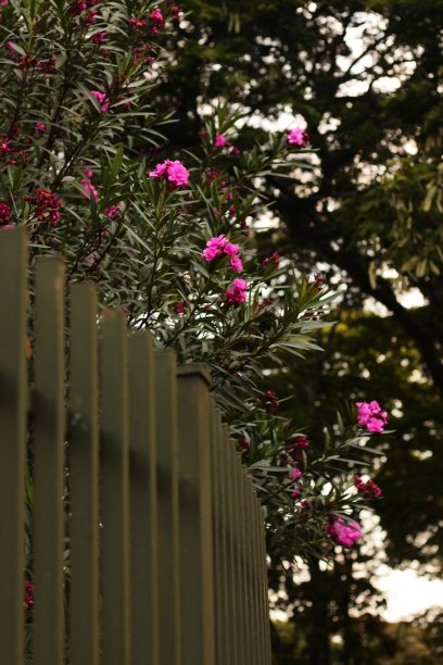 门后开花树图片下载