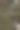 门后开花树图片下载