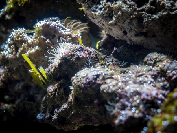 一群小海葵把自己固定在一块岩石上图片下载