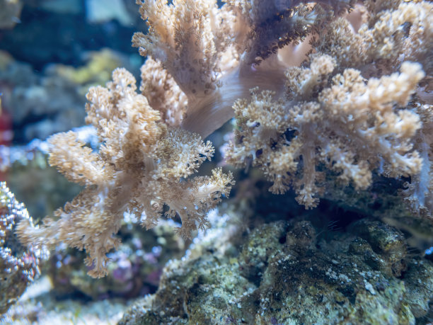 水族馆中珊瑚枝状结构的特写图片下载