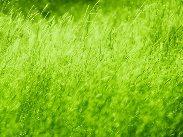 绿色抽象背景和壁纸图片下载