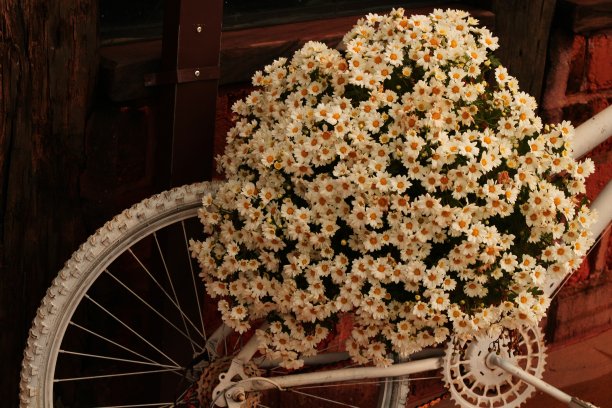 自行车上篮子里的雏菊花图片下载