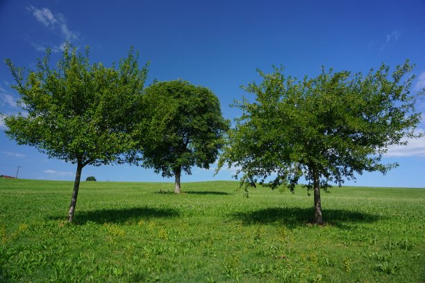 整齐的草地上有果树。阳光明媚的夏日里的果树。田地里有三棵整齐的果树。图片下载