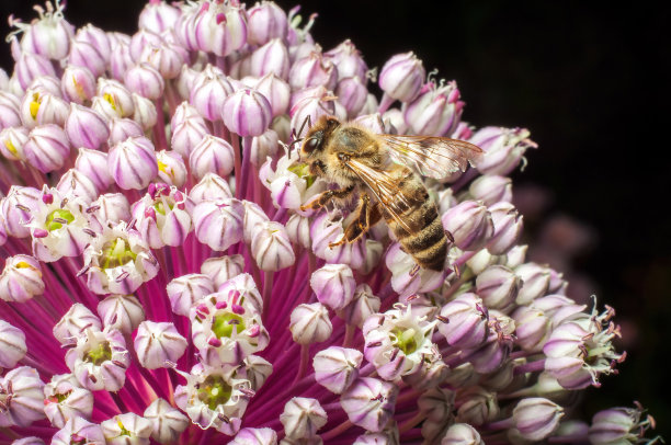 花上的蜜蜂装饰葱，微距照片昆虫在花园，低调图片下载