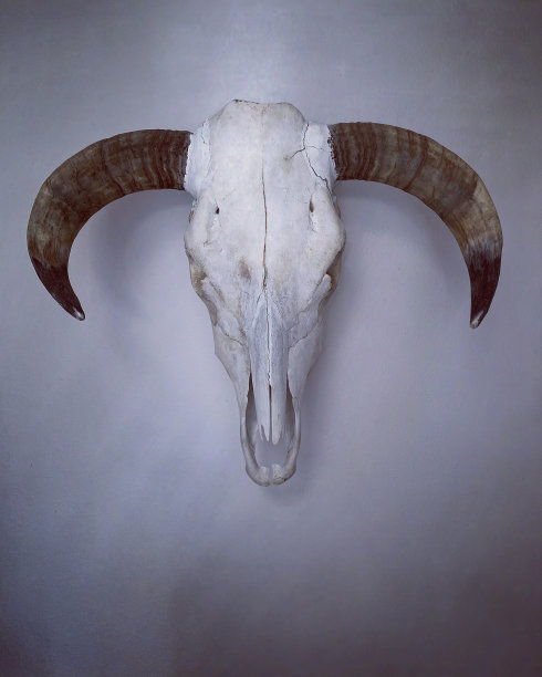 牛头骨图片下载