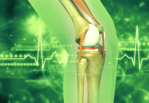 人体膝关节解剖图片下载