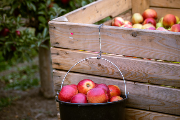 刚从树枝上摘下来的新鲜成熟的红苹果被折叠成大塑料桶。乌克兰布科维纳地区一个果园的生产能力。图片下载