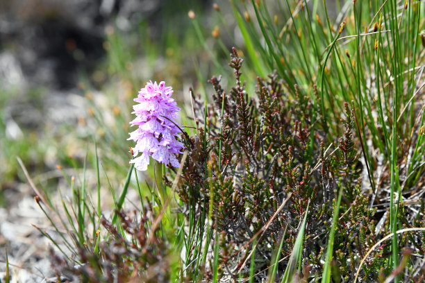 黄斑蕨，又名石南花兰或荒原花兰图片下载