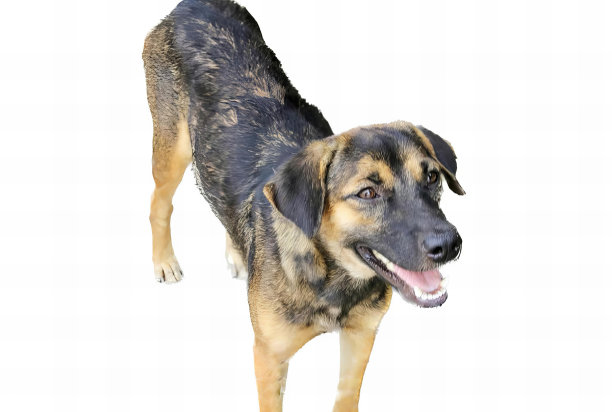 一张照片，一只狗站在白色的表面上，它的舌头伸出来，有一只狗站着，它的嘴张开。图片下载