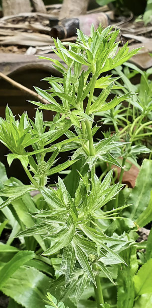 一张花园中绿叶植物的照片，有一株植物正在泥土中生长。图片下载