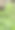 一张花园中绿叶植物的照片，有一株植物正在泥土中生长。图片下载