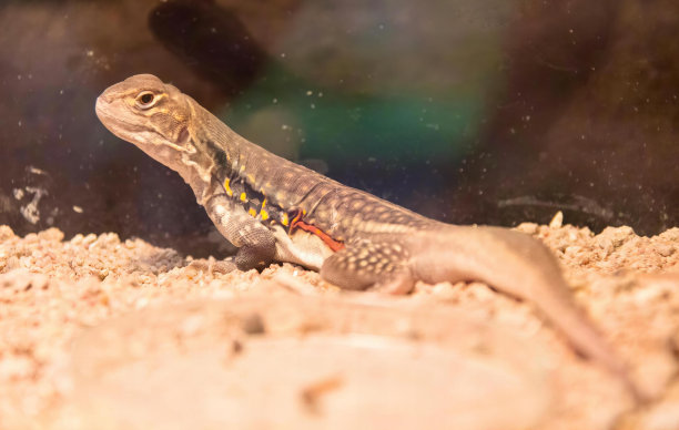 一张蜥蜴坐在沙地上的照片，有一只蜥蜴正坐在沙滩上。图片下载