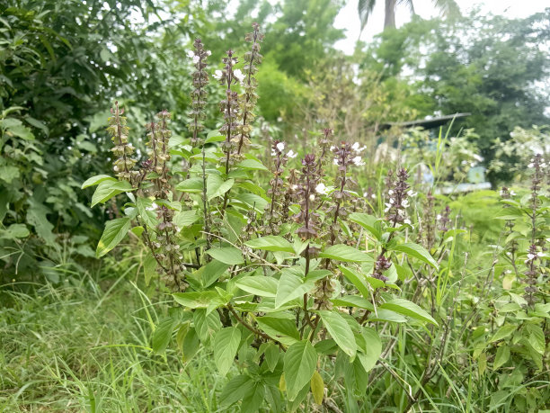 一丛植物的照片与紫色的花朵在前景，有一个植物是生长在草丛中。图片下载