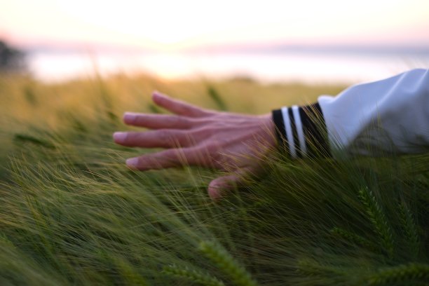 手摸着麦穗图片下载