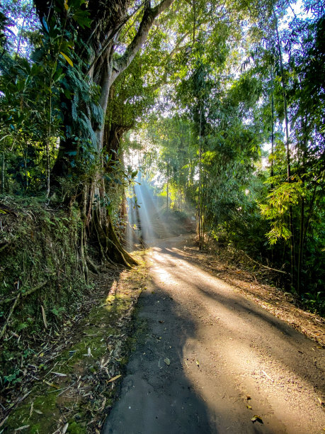 阳光透过一棵雄伟的绿树的叶子照射进来图片下载