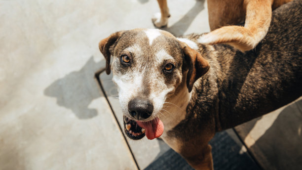 狗狗们在屋外玩耍、抓挠、在街上行走的照片。在一个阳光明媚的日子。图片下载