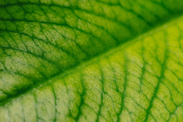 一种植物的天然叶子的微距照片，荨麻叶子。黑色背景，留出文字空间图片下载