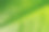 一种植物的天然叶子的微距照片，荨麻叶子。黑色背景，留出文字空间图片下载