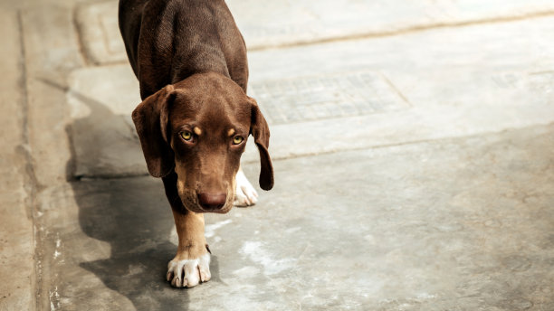 狗狗们在屋外玩耍、抓挠、在街上行走的照片。在一个阳光明媚的日子。图片下载