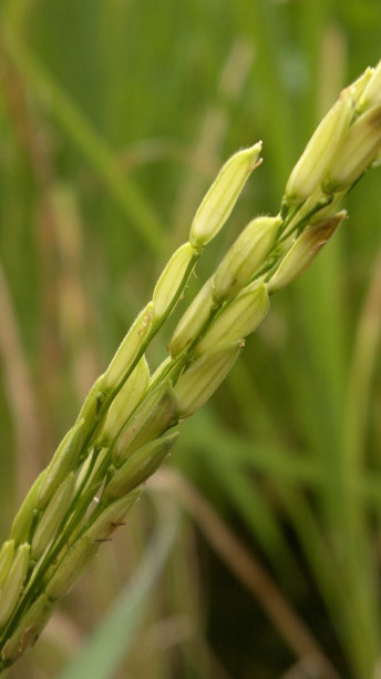 在绿色背景下的农场里，年轻的水稻种子的特写图片下载