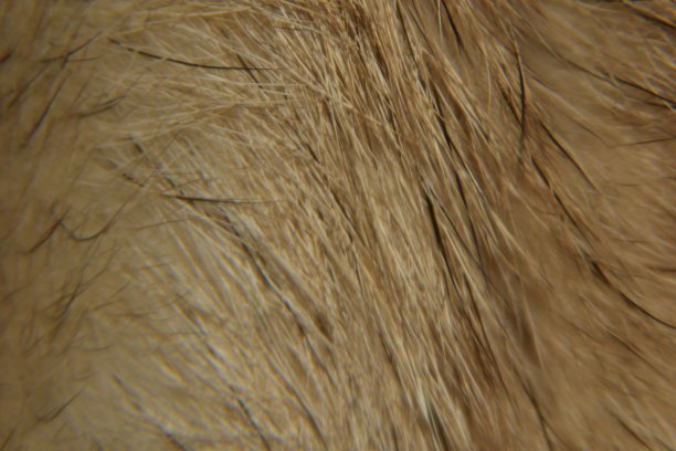 动物毛发背景纹理特写。动物皮毛微距摄影。图片下载
