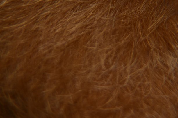 动物毛发背景纹理特写。动物皮毛微距摄影。图片下载
