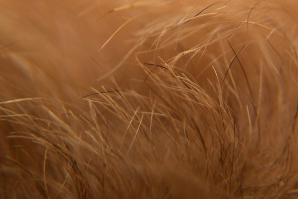 动物毛发背景纹理特写。动物皮毛微距摄影。图片下载