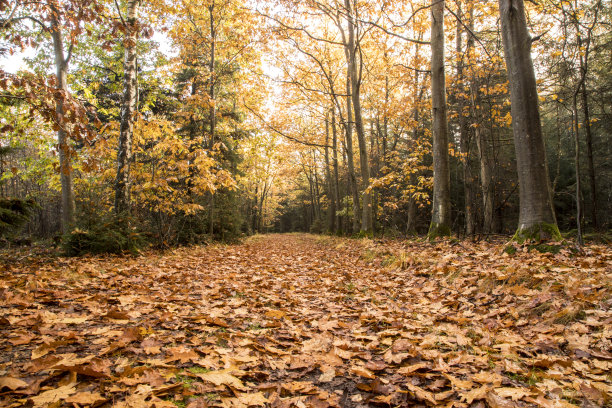 秋天在森林里从地面升起橙色图片下载