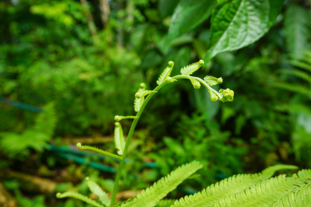 印度尼西亚村庄的库存照片图片下载