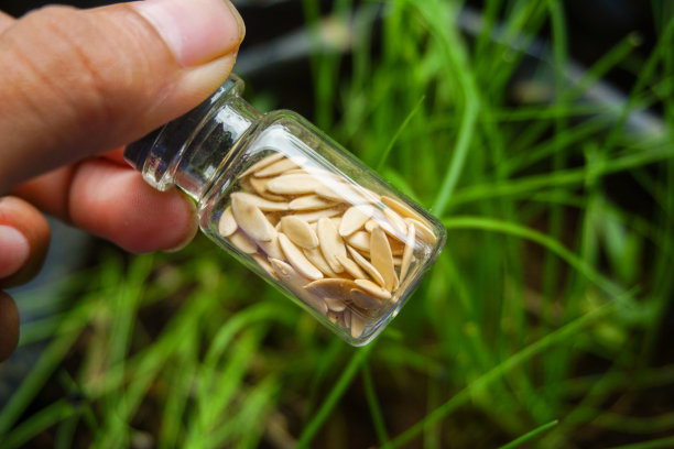 蔬菜和水果谷物的库存照片图片下载