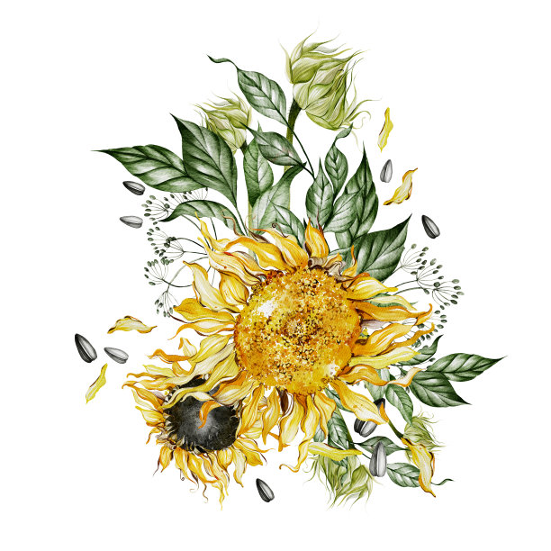 水彩花束与向日葵和树叶。图片下载