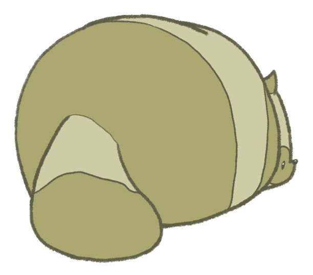 这是一只浣熊的后视图，它有点担心自己的背部图片下载