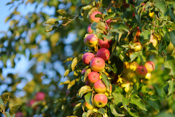 果园里的树上挂着许多熟透的红苹果。夏天和秋天在自家花园里收获苹果。出售水果。图片下载