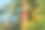 果园里的树上挂着许多熟透的红苹果。夏天和秋天在自家花园里收获苹果。出售水果。图片下载