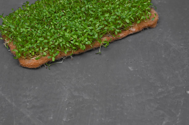 微绿色植物生长在亚麻地毯上。生豆芽，小菜，健康饮食理念。高质量照片图片下载