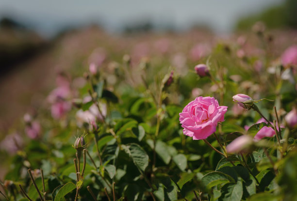 在阳光明媚的夏日，一片玫瑰田图片下载
