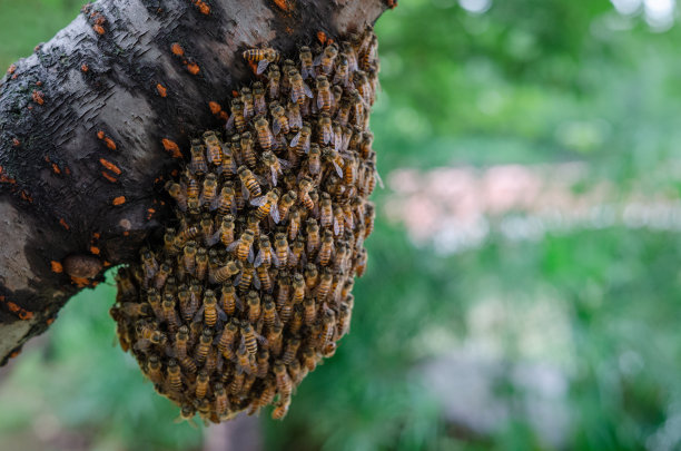 蜂巢,蜂窝图片下载