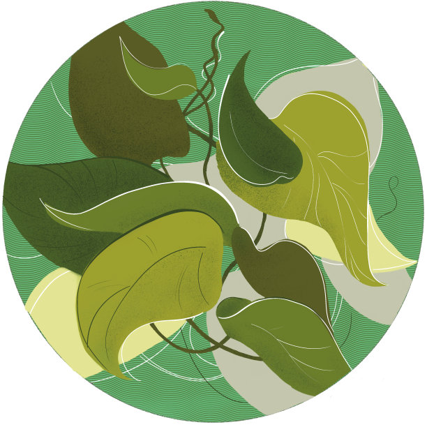 绿色的树叶图片下载