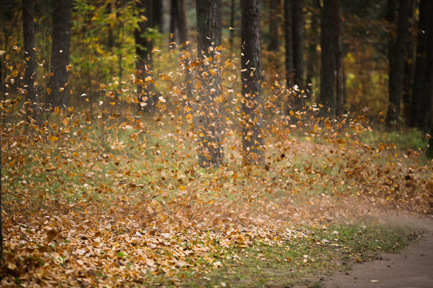 秋天的落叶图片下载