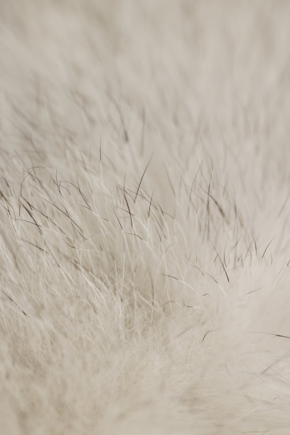 用于制作服装的北极狐皮毛特写图片下载